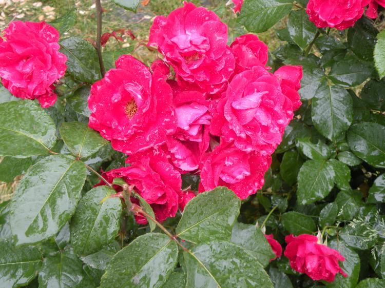 红色灌木月季的特点和优势：给花卉爱好者和园艺爱好者提供更多选择