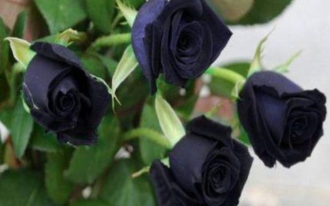 黑玫瑰第36集之国际市场：黑玫瑰在全球花卉市场中的地位和前景