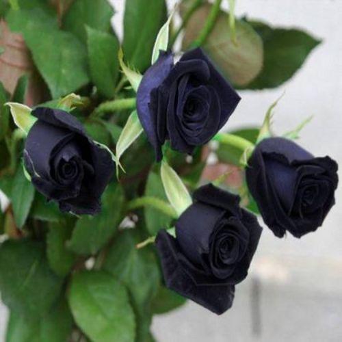 黑玫瑰第36集之国际市场：黑玫瑰在全球花卉市场中的地位和前景