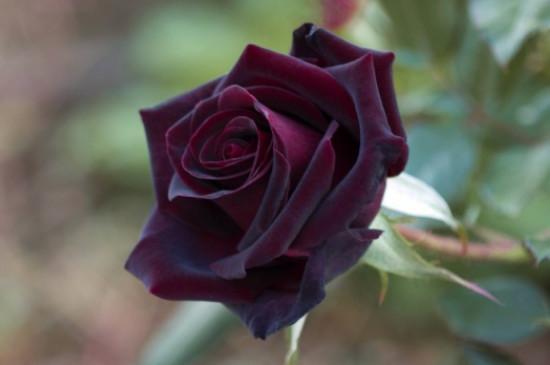 黑玫瑰第36集介绍：黑玫瑰的奇妙传说和历史渊源