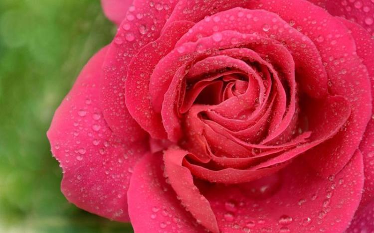 永恒的爱情之花——玫瑰的寓意与象征
