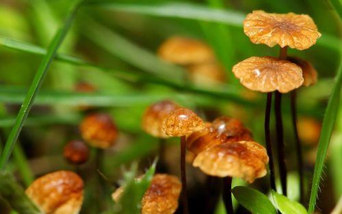 DIY种植蘑菇微观自然奇境