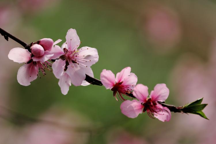 【景点介绍】寿星桃花园，探索美丽的花海世界