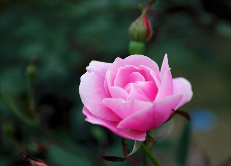 不同颜色的玫瑰有不同的寓意，你了解吗？
