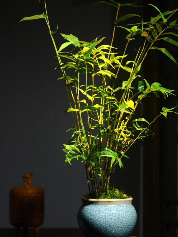 如何让家中养的竹子长得又快又健康？