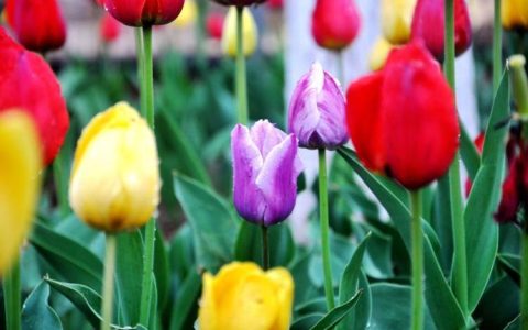 解读郁金香的含义和象征意义：从花色到品种