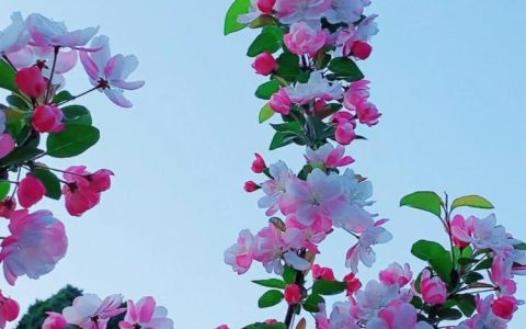良辰美景与海棠花——赏花诗中的海棠意象