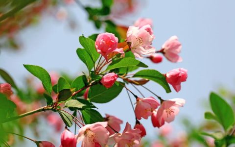 八年抗战时期，“海棠花”是怎样一种存在？
