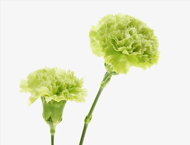 【康乃馨的花型特点】康乃馨的花朵有哪些独特特点？