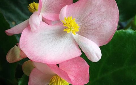 独家秘诀：如何让四季海棠花开出最美的花朵？