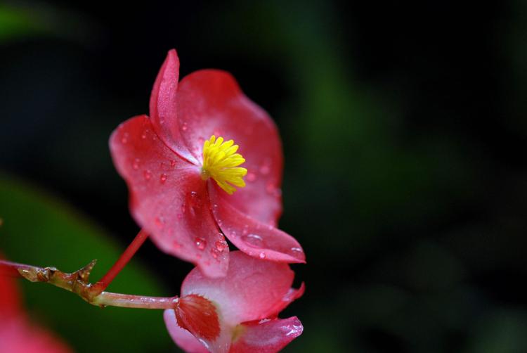 如何在家中养护四季海棠花？这里有3个技巧要告诉你