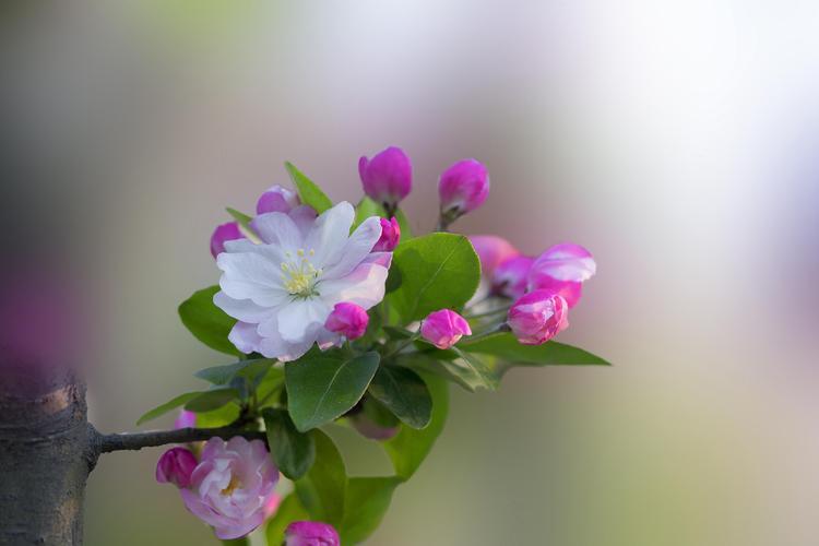 带你了解草本海棠花，为花园增添纯净自然之美