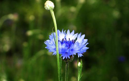 矢车菊蓝宝石：让您的花园绽放蓝色之美