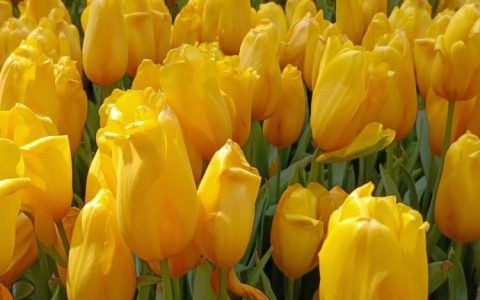 荷兰郁金香的商业种植——开创全球花卉产业的新篇章