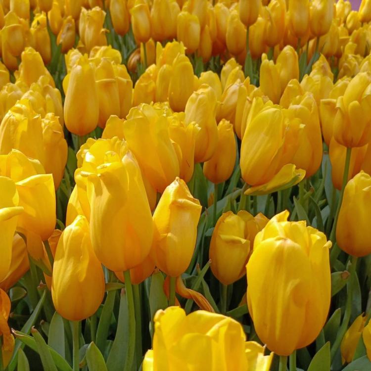 荷兰郁金香的商业种植——开创全球花卉产业的新篇章