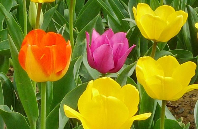探秘荷兰郁金香——一个花艺爱好者的视角