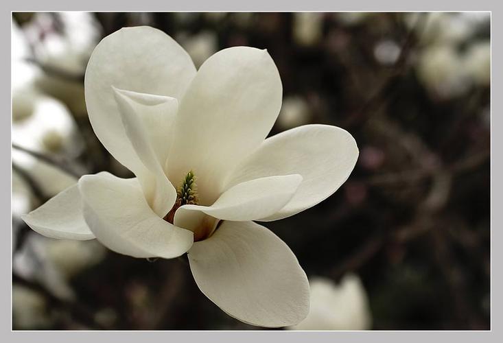 【美若画卷】广玉兰几月份开花，如同仙女下凡？