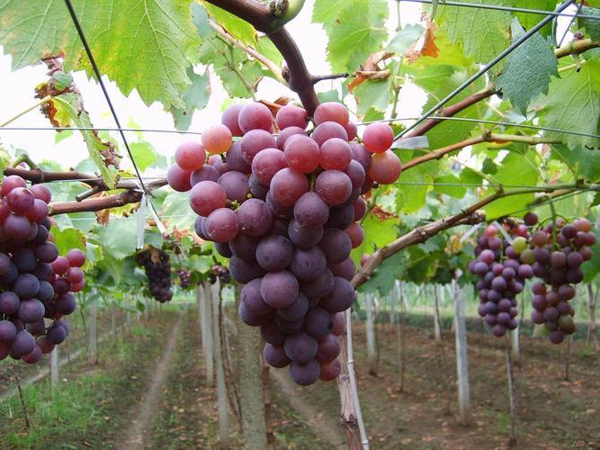 盆栽葡萄：如何实现分枝繁殖？