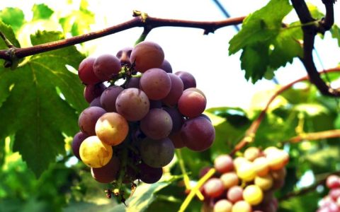 盆栽葡萄的最大问题 —— 白粉病防治方法