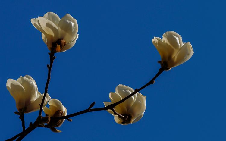 珍惜生命，保护花朵——白玉兰花期与养护方法探究