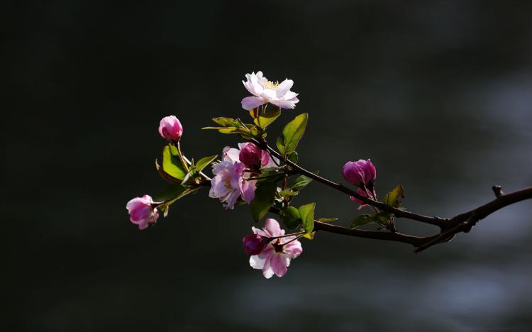 贴梗海棠——常见的一种灌木植物