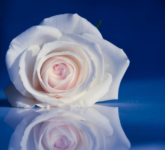 白色玫瑰朵数的花语以及象征意义