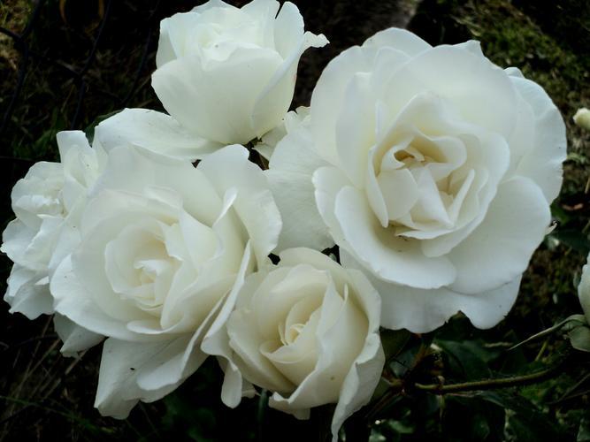 白玫瑰花语解析：不同朵数诠释的爱情之意