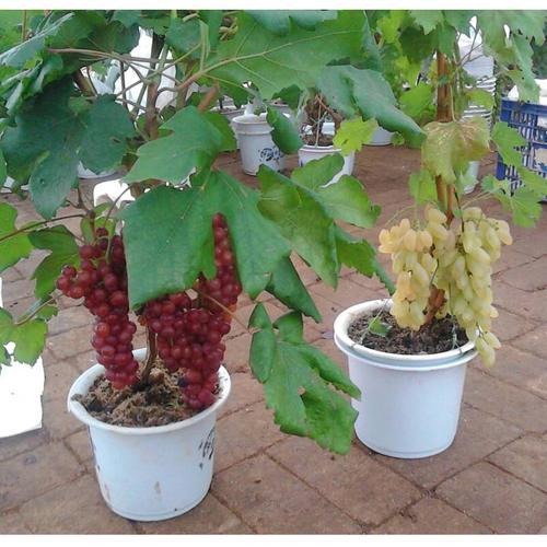 巨峰葡萄栽培技术的实用经验与方法