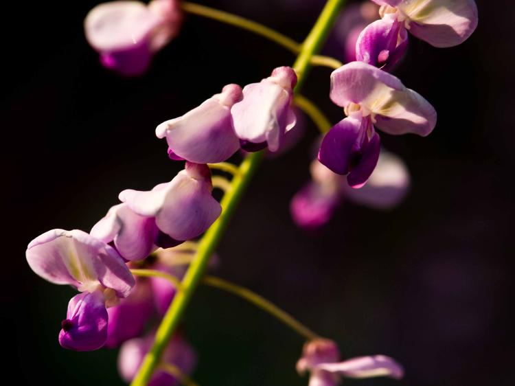【紫藤花游记】走遍世界各地的著名紫藤花园