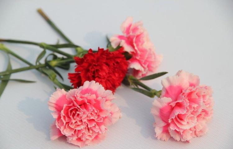 轻柔浪漫，粉色康乃馨花束带来眼前一亮的花艺盛宴
