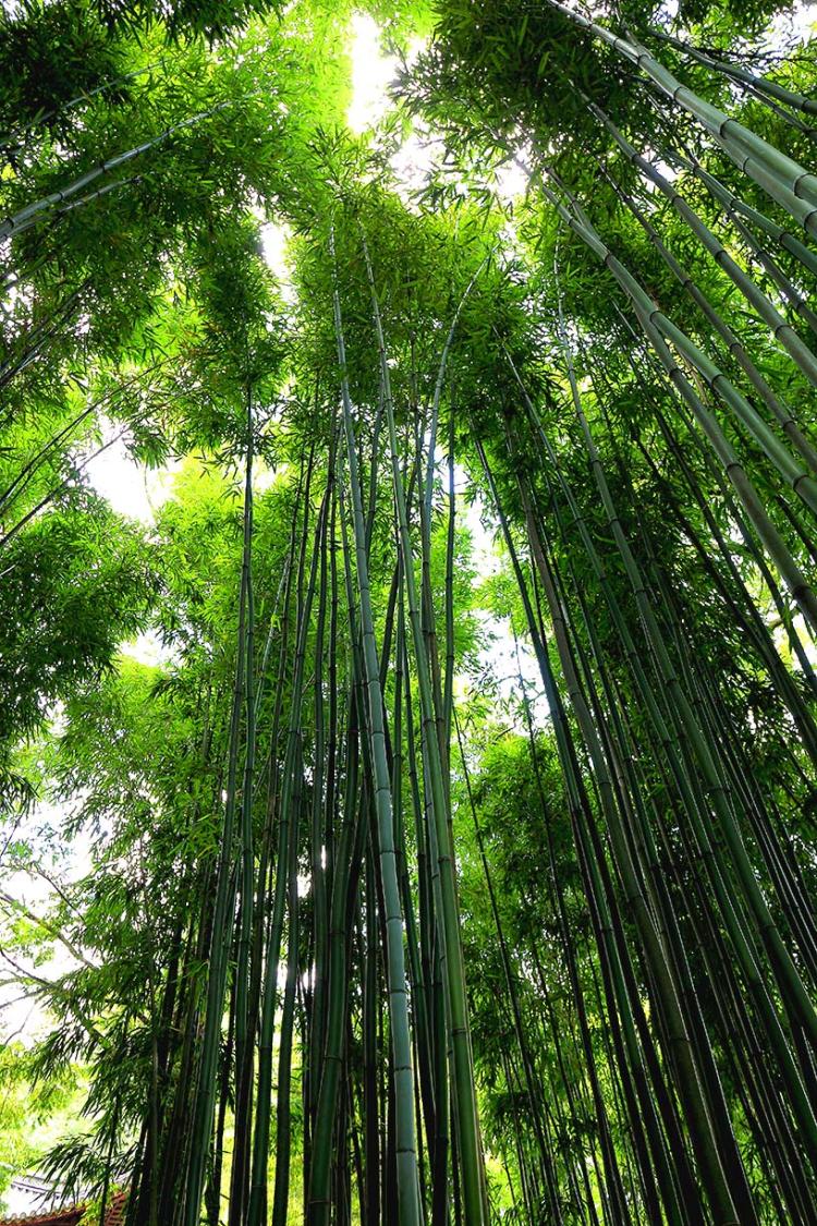 探寻翠竹的丰富内涵，感悟其象征意义的美妙之处！