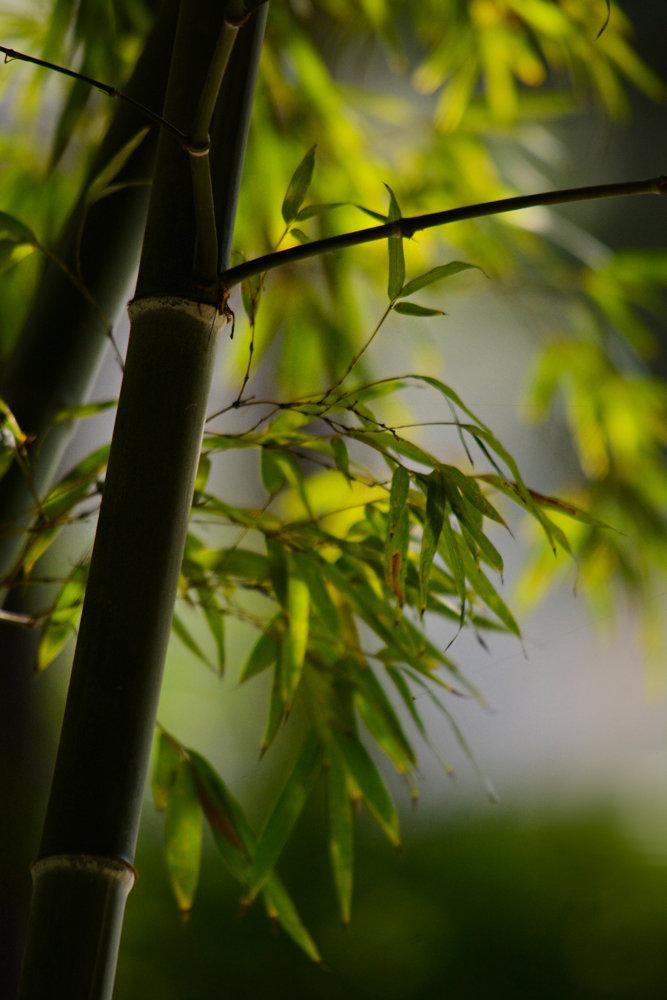 翠竹，不仅仅是一种花植物，还承载着这些象征意义！