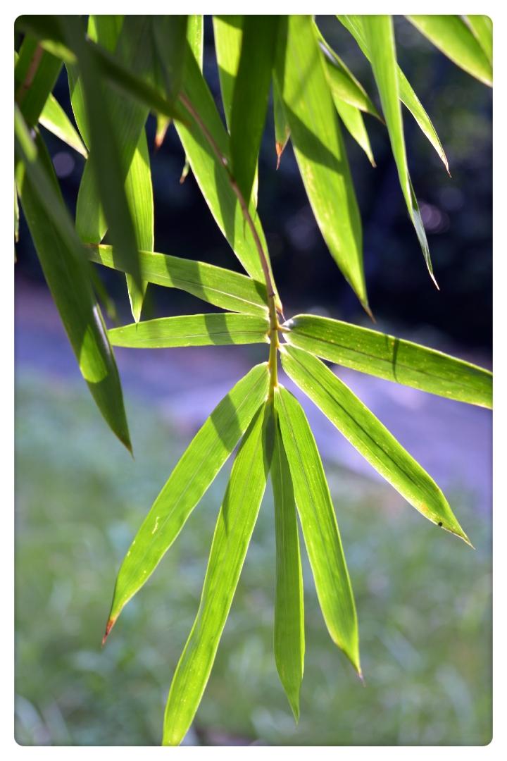 现代人们热爱翠竹，原因何在？快来了解它的象征意义！