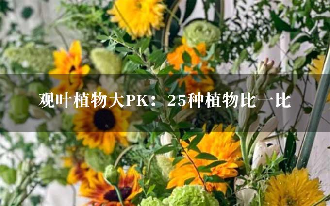 观叶植物大PK：25种植物比一比