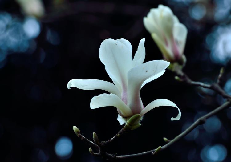 白玉兰花树，常绿花丛中的璀璨之星