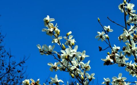 白玉兰花树的观赏重点，徜徉在花的海洋