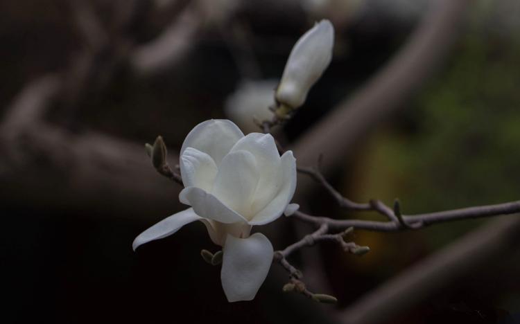 白玉兰花树的野外观察与生态保护