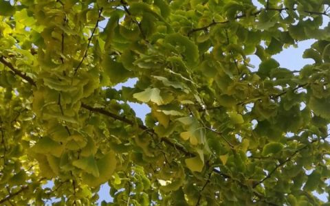 银杏树种植详细过程，从选地到冬季养护！