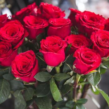 玫瑰花21朵代表友谊还是爱情？解读鲜花花语之红玫瑰