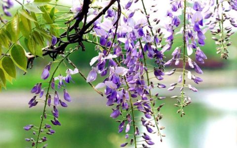 【教你养护中国国花】紫藤花的剪枝和施肥技巧