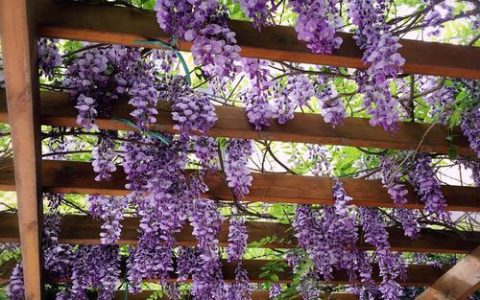 紫藤花的食用方式有哪些？多种食材组合美妙味觉体验