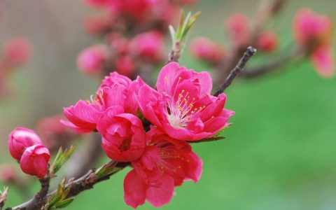 寿星桃花盆景养殖注意事项：如何避免花瓣脱落？