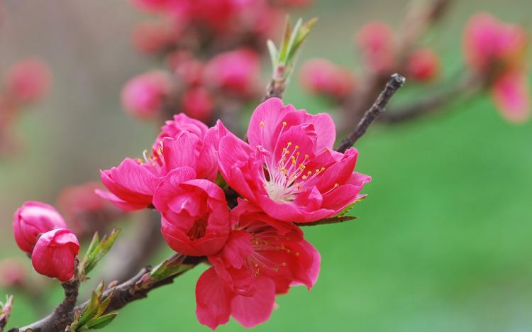 寿星桃花盆景养殖注意事项：如何避免花瓣脱落？