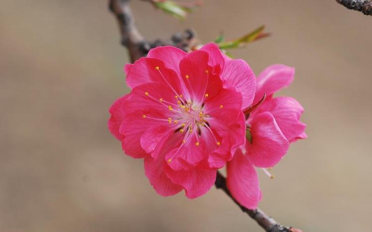 寿星桃花树盆景如何养护？有哪些技巧？