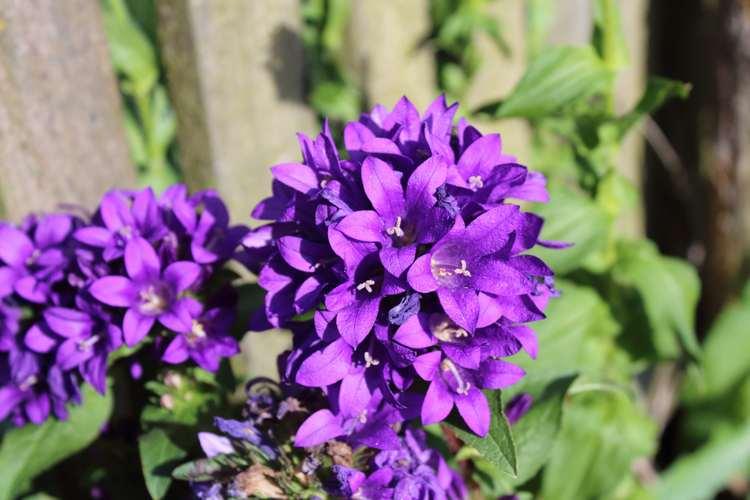 紫罗兰永恒花园：在绿色与花海间找到专属美好的时刻