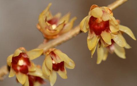 如何鉴别不同种类的腊梅，科普花卉相关知识
