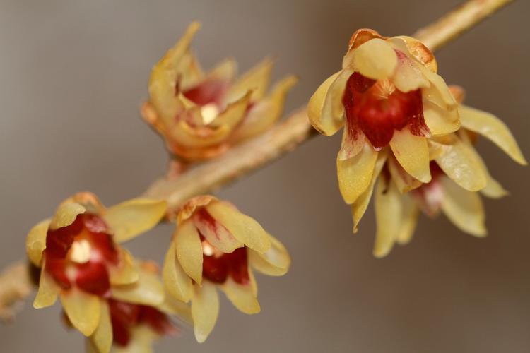 如何鉴别不同种类的腊梅，科普花卉相关知识