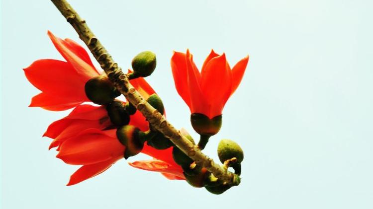 木棉花晾晒注意事项，让您的花儿更加娇艳
