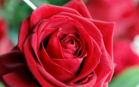 深入剖析：99朵玫瑰花的意义和背后的文化传承