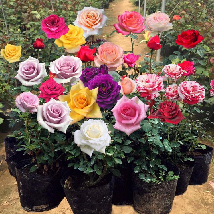 玫瑰花中的大富翁：99枝玫瑰的意义